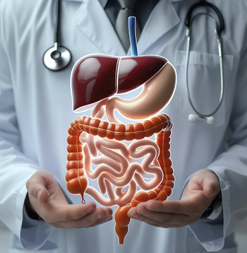 digestive system organs