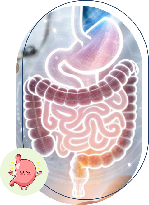 human digestive system illustration